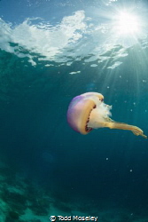 Jellyfish by Todd Moseley 